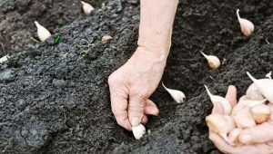 Knoflook planten in de herfst en ervoor zorgen