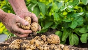 Aardappelen planten en verzorgen in Siberië en de Oeral