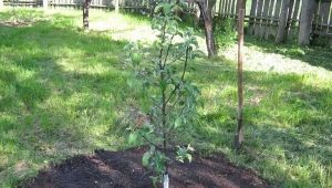 In de zomer een appelboom planten en daarna boomverzorging