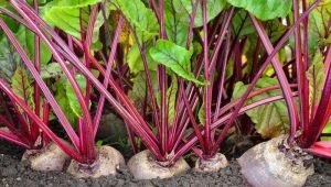 Welke planten kunnen in dezelfde tuin met bieten worden geplant?