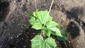 Het schema van het planten van zaailingen van komkommers in de volle grond