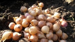 Schema's en methoden voor het planten van plantuien in de lente