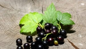 Currant Treasure: kenmerken en teelt van variëteiten 