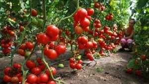 Compatibiliteit van tomaten met andere planten in dezelfde kas