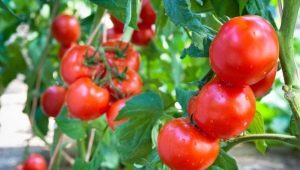 Tomato Sanka: opis odmiany i cechy uprawy