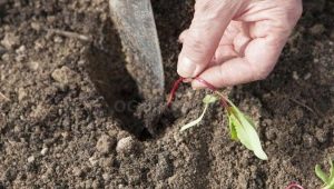 De subtiliteiten van het planten van bietenzaailingen in de volle grond