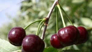 Cherry Youth: beschrijving en teelt van variëteiten