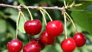 Cherry Turgenevka: opis i uprawa odmiany