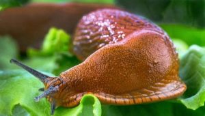 Aubergineplagen en hoe ermee om te gaan?