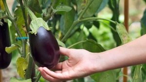 Aubergines kweken in de volle grond