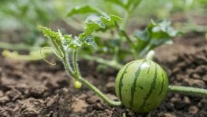 Kweken en planten van watermeloenzaailingen in de volle grond