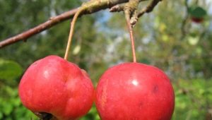 Ranetki-appels: kenmerken en subtiliteiten van het kweken