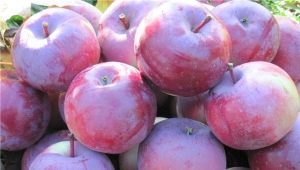 Appelboom Alesya: beschrijving van de variëteit aan appels, kenmerken van planten en verzorgen