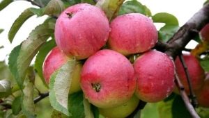 Appelboom Borovinka: kenmerken, planten en verzorgen