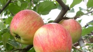 Champion appelboom: kenmerken van de variëteit en landbouwtechnologie