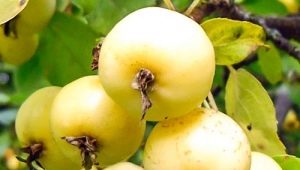 Gouden Chinese appelboom: kenmerken, aanplant en verdere verzorging