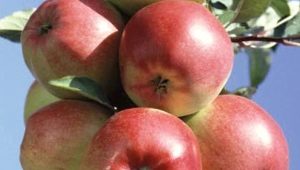 Appelboom Ligol: rasbeschrijving, kweektips