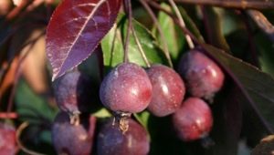 Royalty-appelboom: beschrijving, planten en verzorgen, toepassing in landschapsontwerp