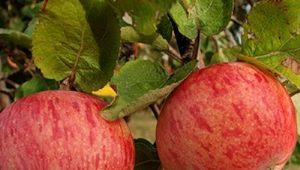 Appelboom Shtreifling (herfst gestreept): beschrijving van de variëteit aan appels, planten en verzorgen