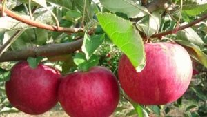 Appelboom Glorie aan de winnaars: rasbeschrijving, aanplant en verzorging