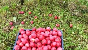 Gekoesterde appelboom: kenmerken van de variëteit en teelt