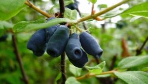 Honeysuckle Amphora: beschrijving, planten en verzorgen