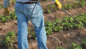 Hoe aardbeien te behandelen tegen ziekten en plagen tijdens de bloei?