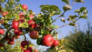 Hoe een appelboom voeden tijdens en na de bloei?