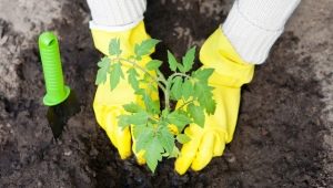 Wat te doen in het gat bij het planten van peper?