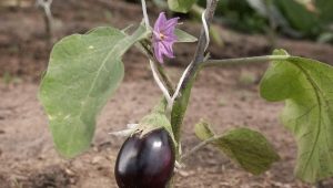 Hoe auberginezaailingen in de volle grond of in een kas planten?