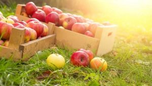 Welke appels zijn gezonder: groen of rood, verschillen in fruitsamenstelling