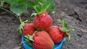 Strawberry Queen: kenmerken en kenmerken van landbouwtechnologie 