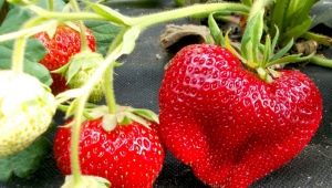 Strawberry Chamora Turusi: rasbeschrijving, planten en verzorgen