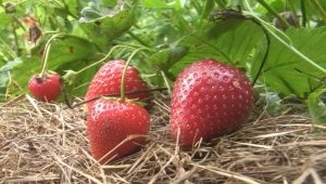 Strawberry Darselect: opis odmiany i techniki uprawy