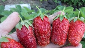 Strawberry Divnaya: rasbeschrijving en kweektips