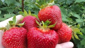 Strawberry Jolie: kenmerken, planten en verzorgen