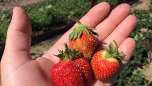 Rumianek Strawberry Festival: charakterystyka odmiany i cechy techniki rolniczej