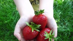 Strawberry Clery: opis odmiany i techniki uprawy