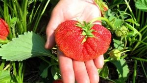 Strawberry Lord: kenmerken en teelttechnieken