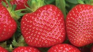 Strawberry Malvina: beschrijving en teeltregels