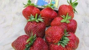 Strawberry Masha: kenmerken en kenmerken van de teelt