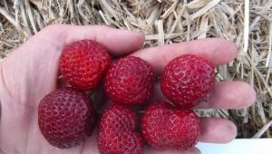 Strawberry Mitze Schindler: beschrijving en teelttechnologie