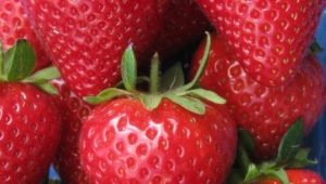 Strawberry Pandora: beschrijving van de variëteit en aanbevelingen voor het kweken