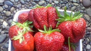 Strawberry First grader: geschiedenis en beschrijving van de variëteit, ziekten en teelt