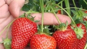 Strawberry Selva: rasbeschrijving en teeltkenmerken