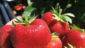 Strawberry Zephyr: rasbeschrijving en teelt