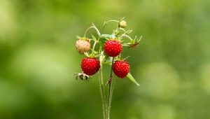 Wanneer rijpen aardbeien?