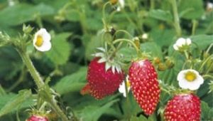 Bosaardbeien en aardbeien: kenmerken en verschillen