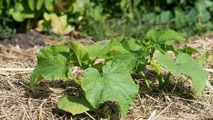 Kenmerken van het mulchen van komkommers in de volle grond