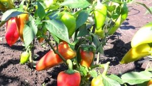 Peper: planten en verzorgen in het open veld